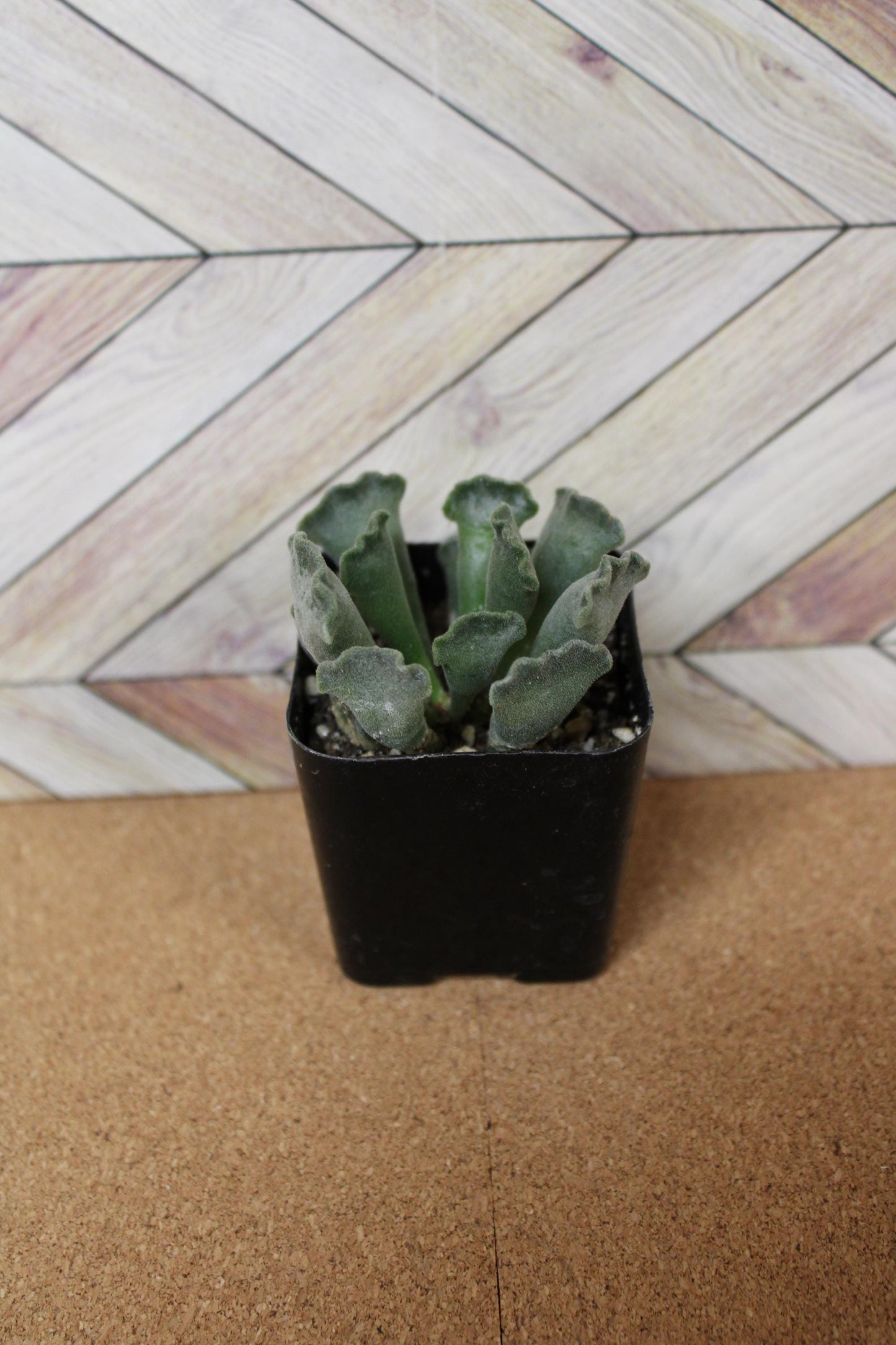 2 inch Crinkle Leaf Plant aka Key Lime Pie succulent