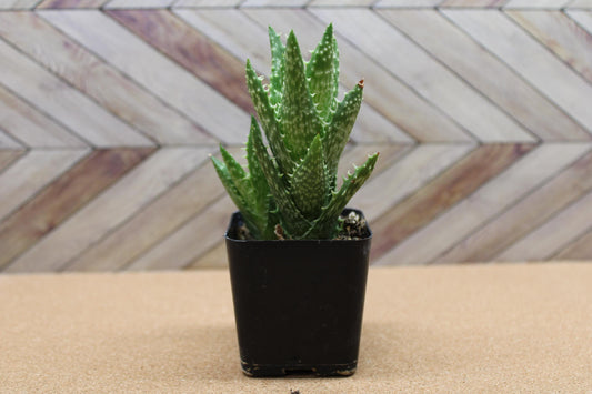 2 inch Aloe Juvenna 'Tiger Tooth Aloe'