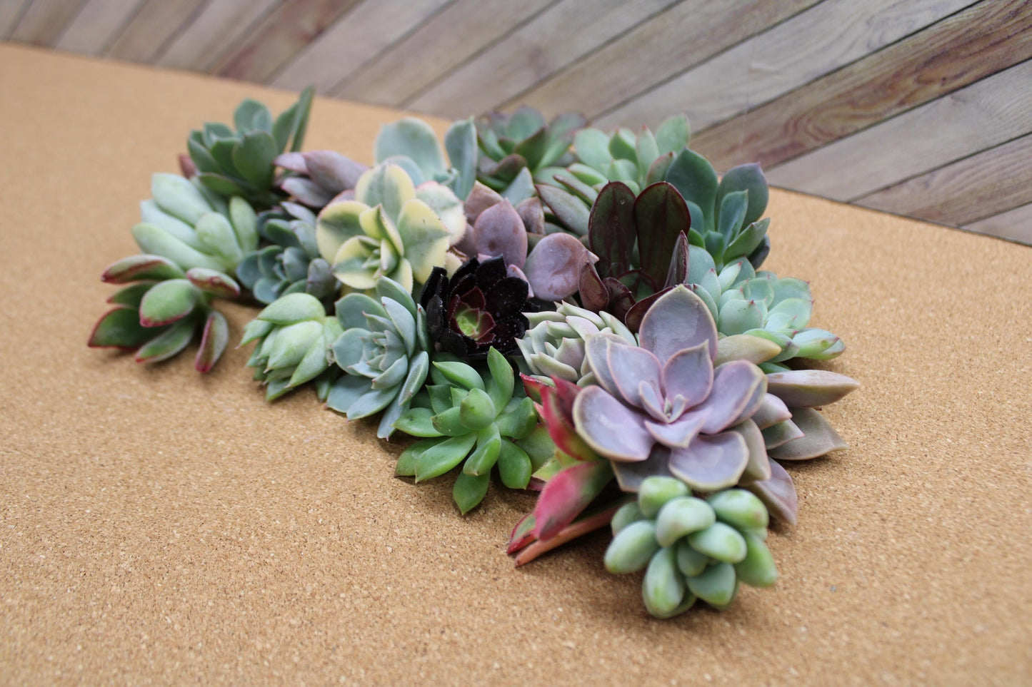 10 Assorted Rosette Succulent Cuttings – 20+ Mixed Varieties – Unrooted Small Succulent Cuttings for Crafting, Arrangements & Gardens
