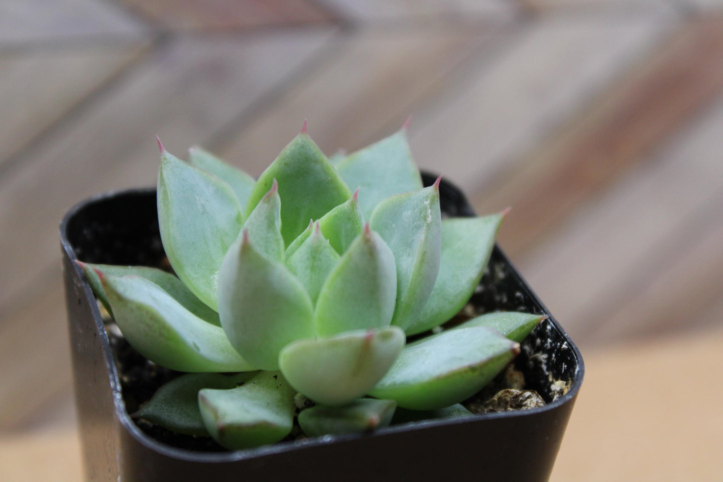 2 inch Echeveria purpusorum ‘Gliva’