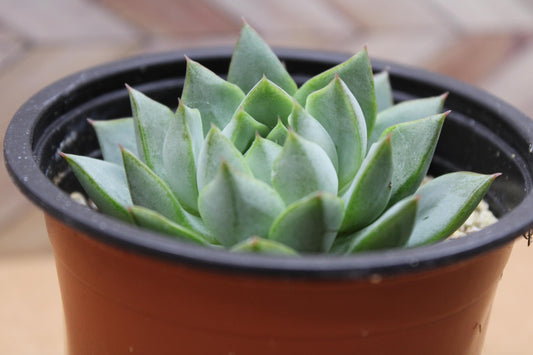 4 inch Echeveria purpusorum ‘Gliva’