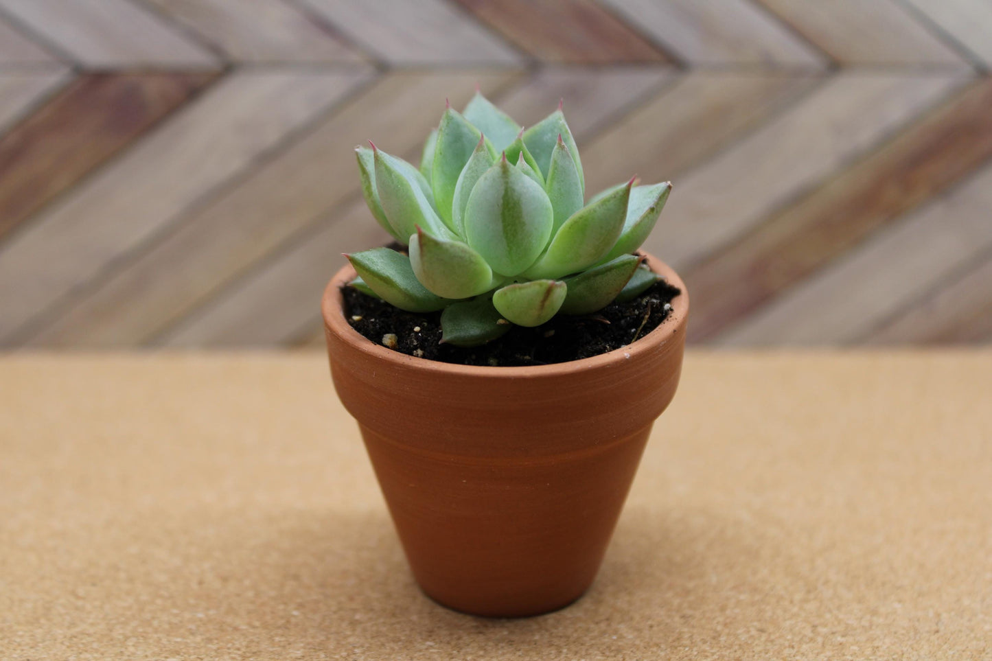 2 inch Echeveria purpusorum ‘Gliva’