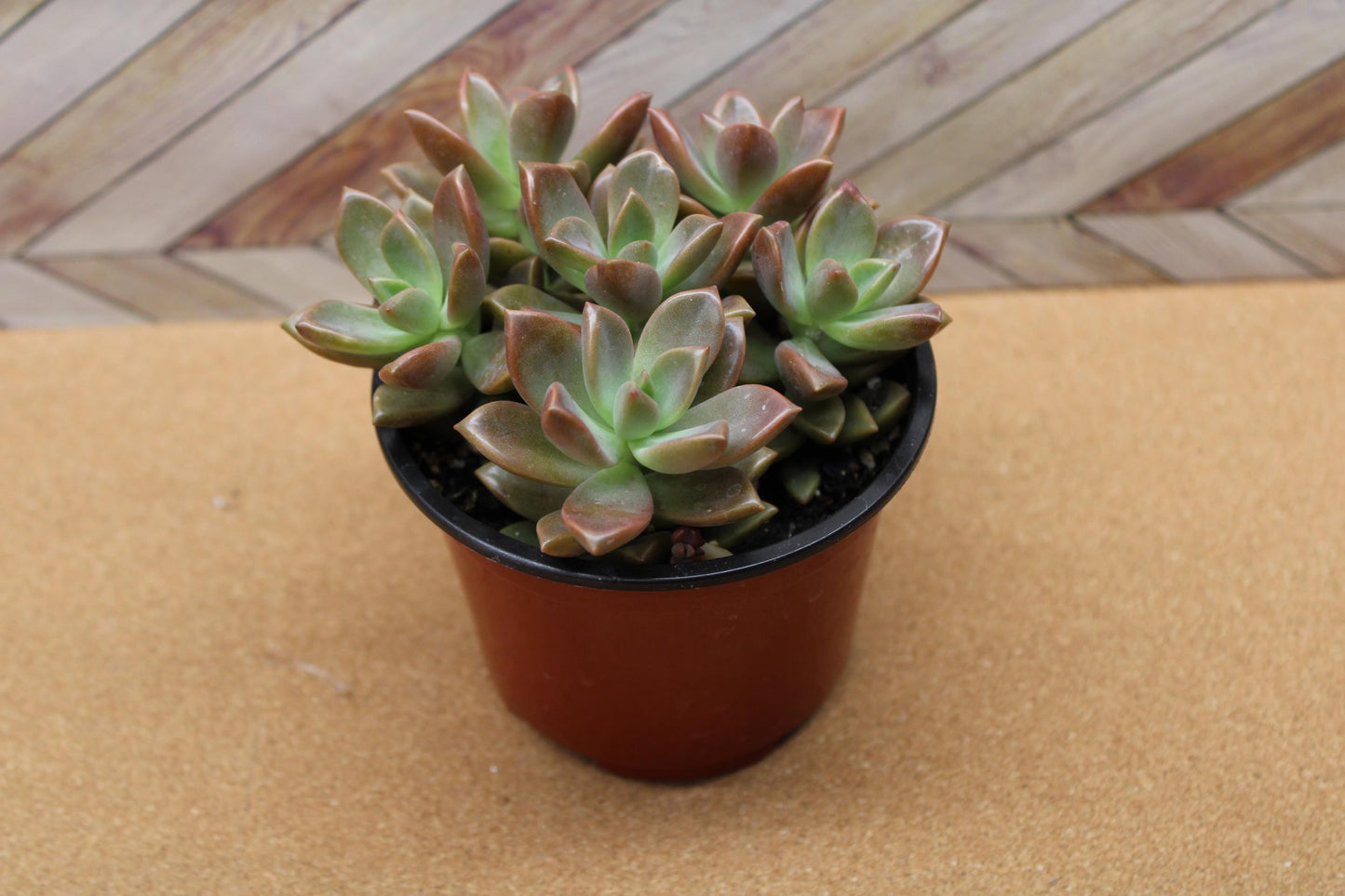 Randomly assorted "4 Inch pot" succulents & Catci, potted and rooted for diy projects, party favor, fairy gardens and more