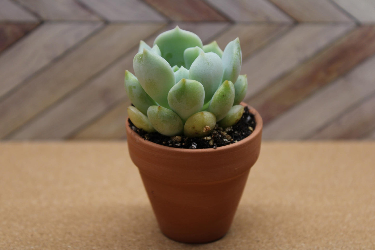 2 inch Echeveria ‘Moonglow’