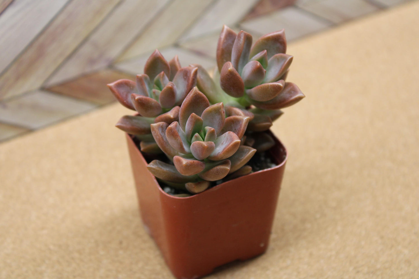 2 inch Graptosedum 'Alpenglow'