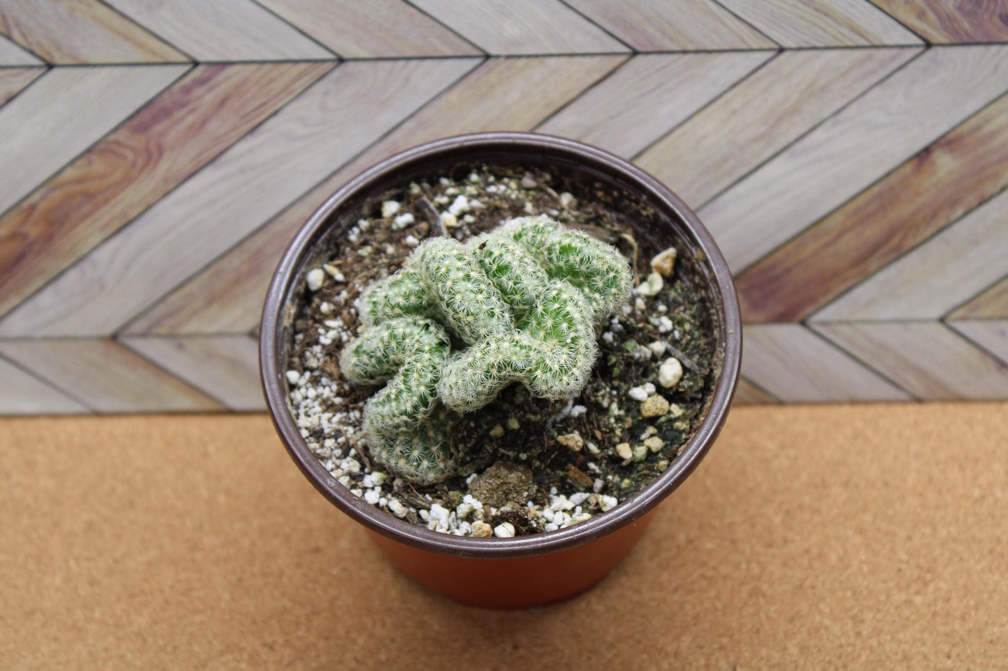 4 inch Mammillaria elongata cristata 'Brain Cactus' crested