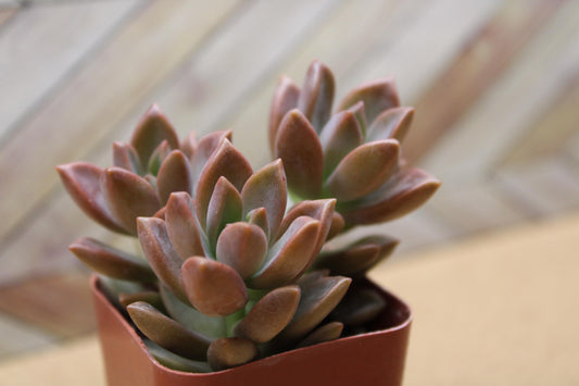 2 inch Graptosedum 'Alpenglow'