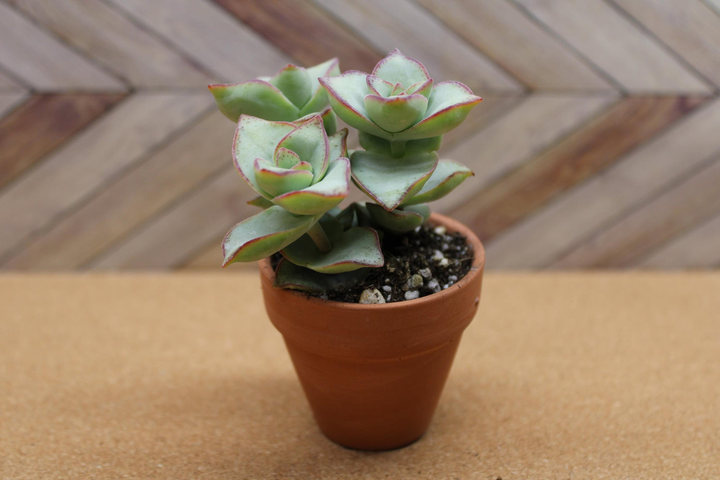 2 inch Crassula perforata ‘String of Buttons’ 'Ivory towers'