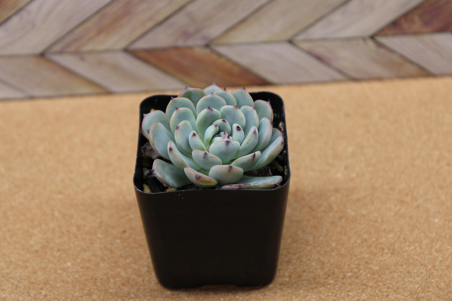 2 inch Echeveria 'Minima'