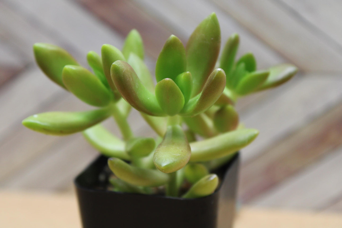 2 inch Sedum adolphi  'Golden Sedum'