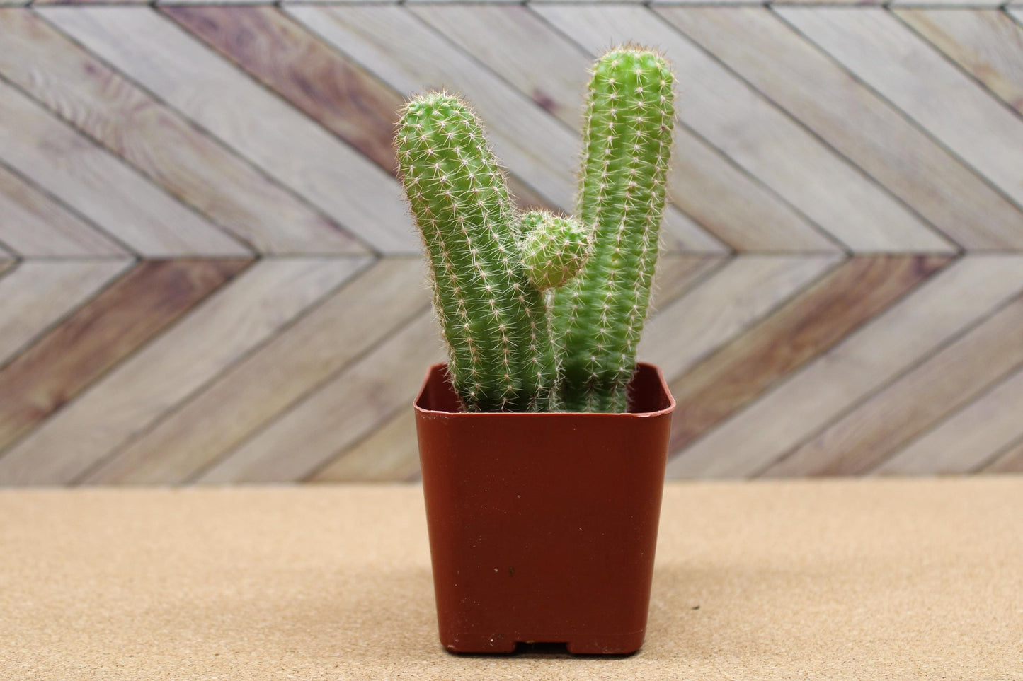 2 inch Echinopsis chamaecereus 'Peanut Cactus'