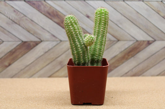 2 inch Echinopsis chamaecereus 'Peanut Cactus'