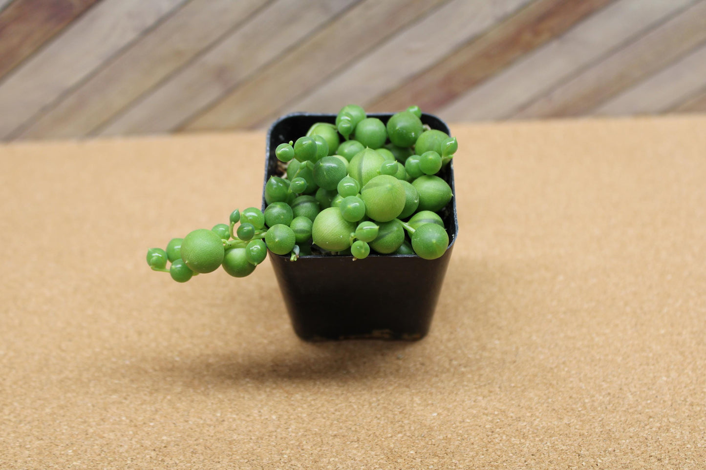 2 Inch String of Pearls