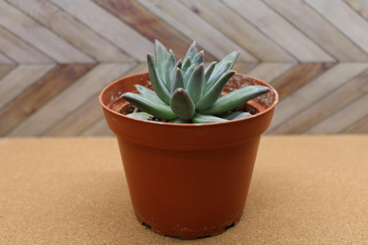 4 inch Pachyveria glauca ‘Little Jewel’