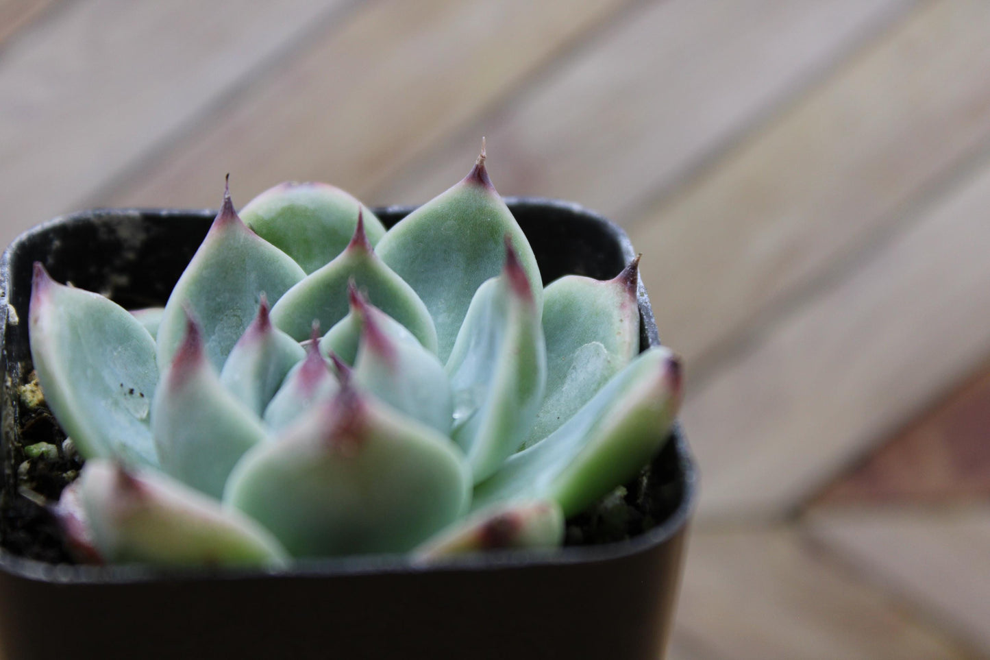 2 inch Echeveria 'Colorata'