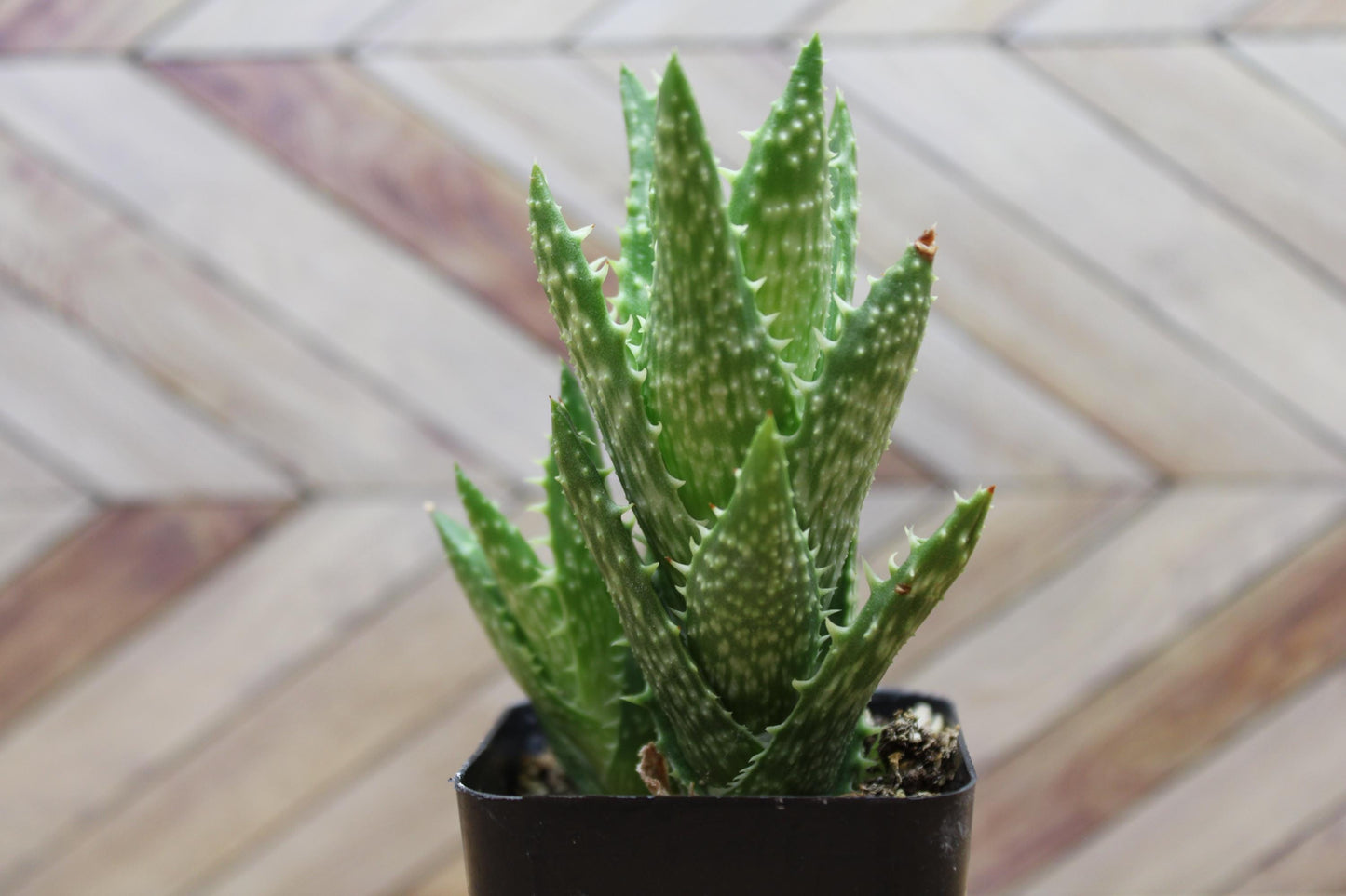 2 inch Aloe Juvenna 'Tiger Tooth Aloe'
