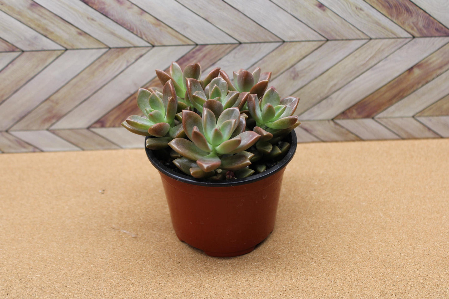 4 inch Graptosedum 'Alpenglow'
