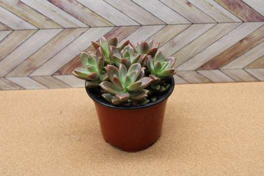4 inch Graptosedum 'Alpenglow'