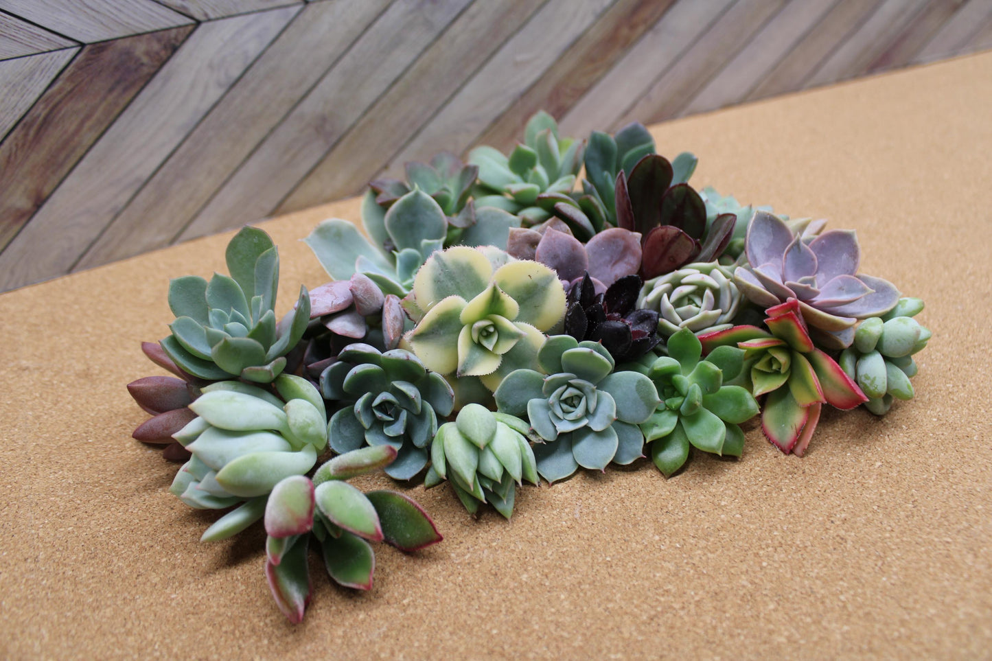 10 Assorted Rosette Succulent Cuttings – 20+ Mixed Varieties – Unrooted Small Succulent Cuttings for Crafting, Arrangements & Gardens