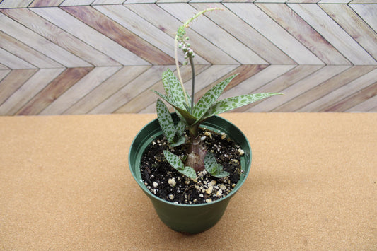 4 inch Ledebouria socialis 'Silver Squill'  'Leopard Lily'