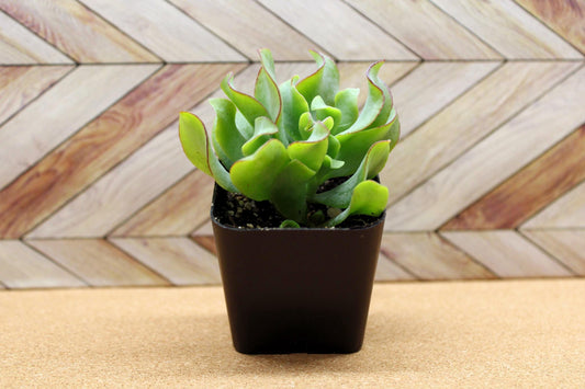 2 inch Ripple Jade