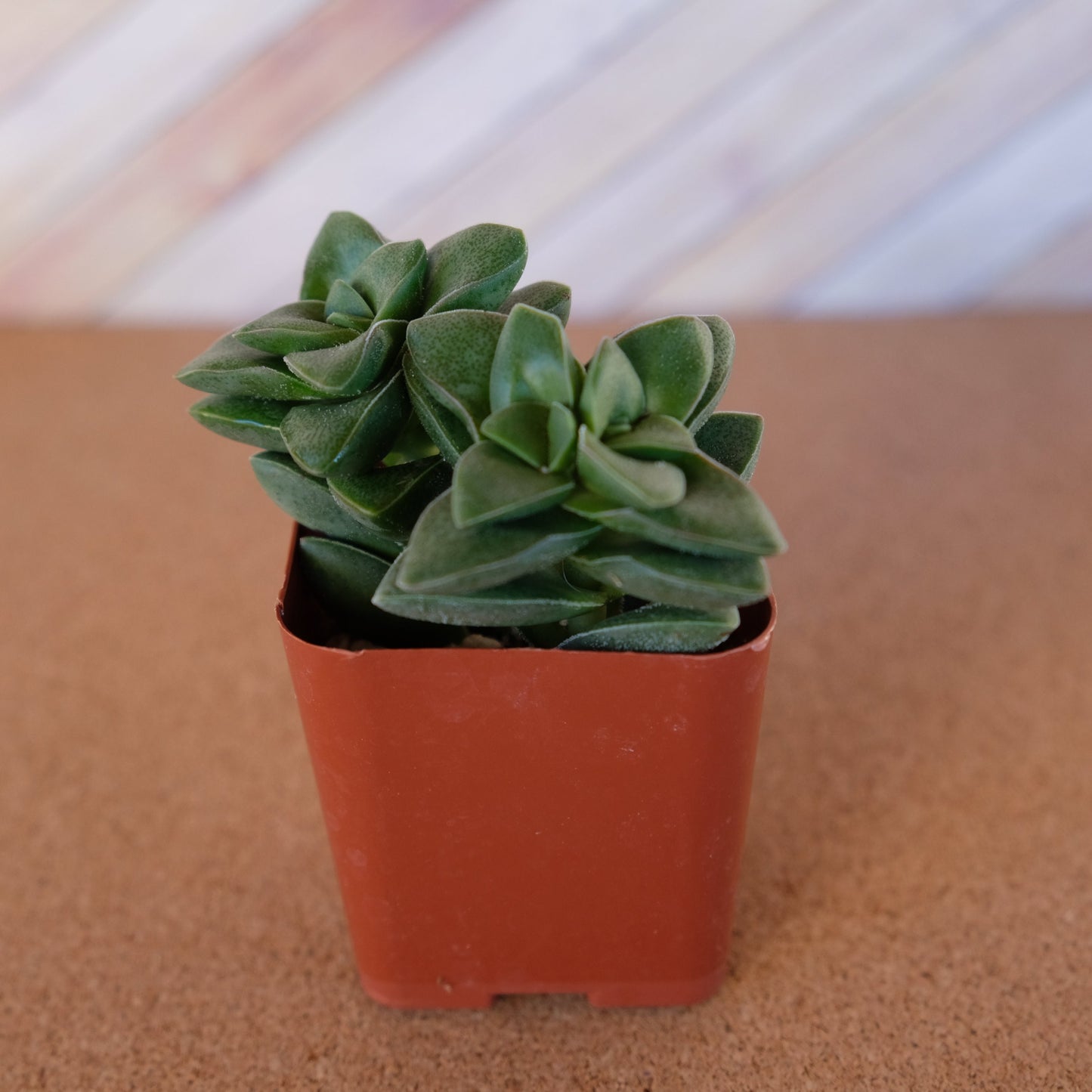 2 inch crassula 'springtime'