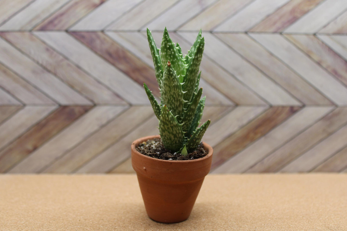 2 inch Aloe Juvenna 'Tiger Tooth Aloe'
