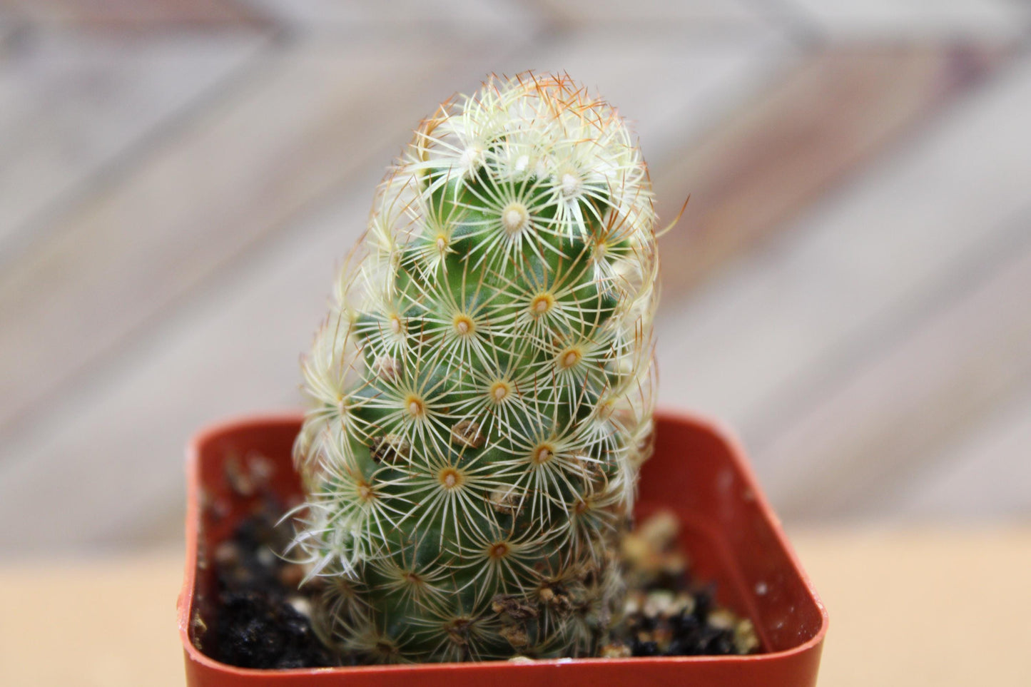 2 inch Mammillaria elongata 'Ladyfinger Cactus'