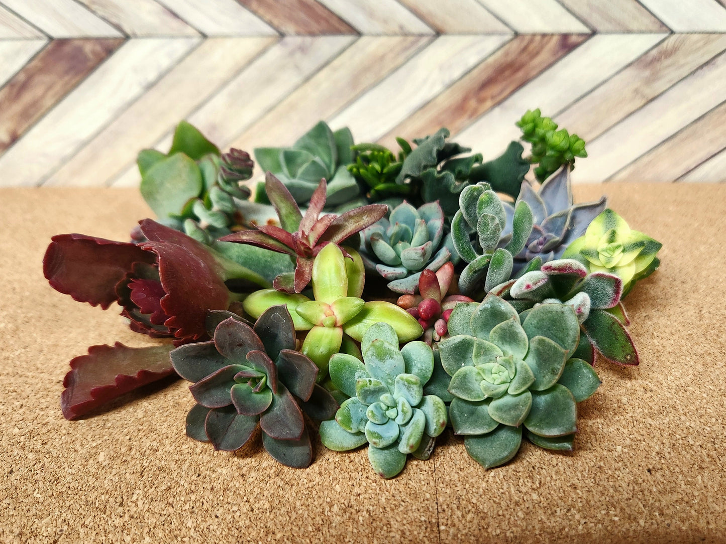 10/20/40/60/80/100 assorted succulent cuttings 40+ varieties possible, ready to plant for diy projects, party favor, fairy gardens