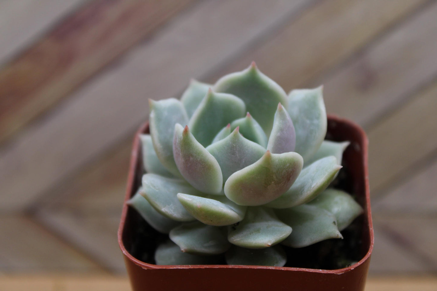 2 inch Echeveria 'Lola'