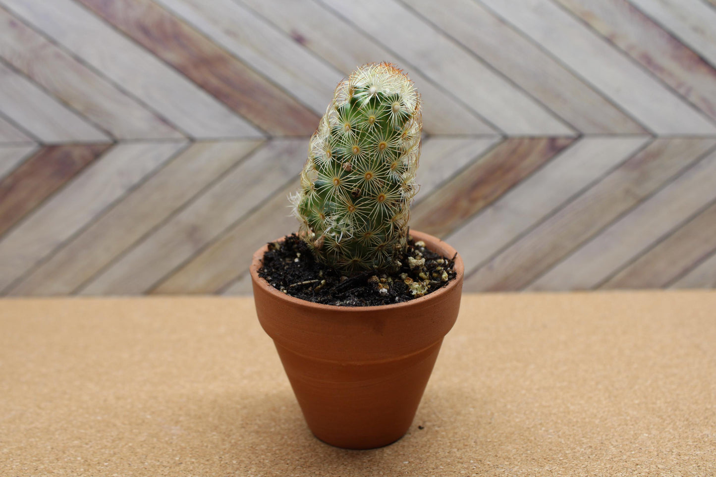 2 inch Mammillaria elongata 'Ladyfinger Cactus'