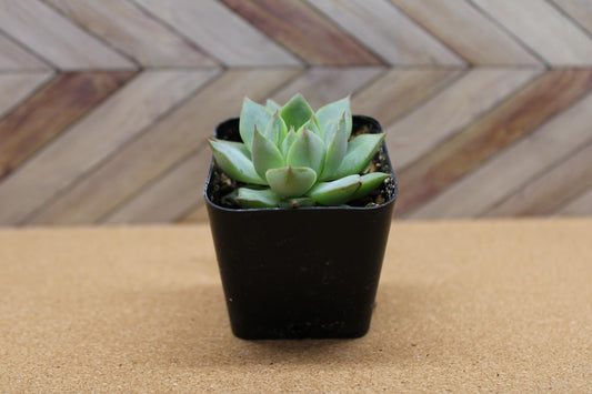 2 inch Echeveria purpusorum ‘Gliva’