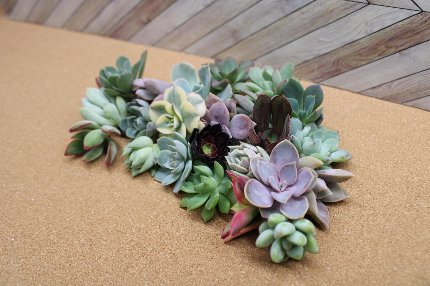 10 Assorted Rosette Succulent Cuttings – 20+ Mixed Varieties – Unrooted Small Succulent Cuttings for Crafting, Arrangements & Gardens