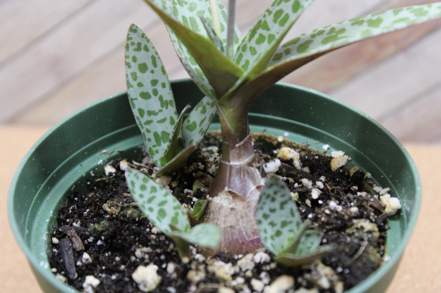 4 inch Ledebouria socialis 'Silver Squill'  'Leopard Lily'