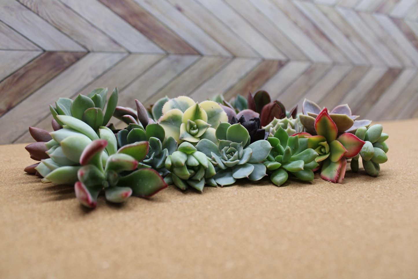 10 Assorted Rosette Succulent Cuttings – 20+ Mixed Varieties – Unrooted Small Succulent Cuttings for Crafting, Arrangements & Gardens