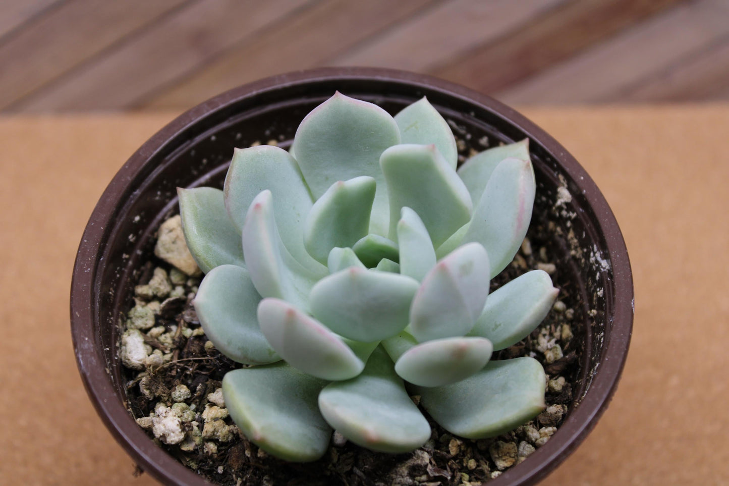 4 inch Echeveria ‘Moonglow’
