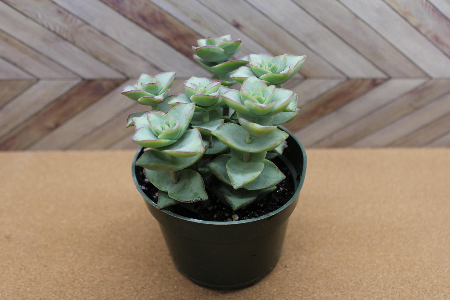 4 inch Crassula Perforata ‘String of Buttons’ 'Ivory towers'