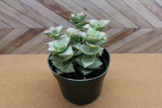 4 inch Crassula Perforata ‘String of Buttons’ 'Ivory towers'