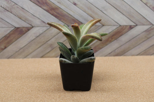 2 inch Kalanchoe tomentosa ‘Chocolate Soldier’