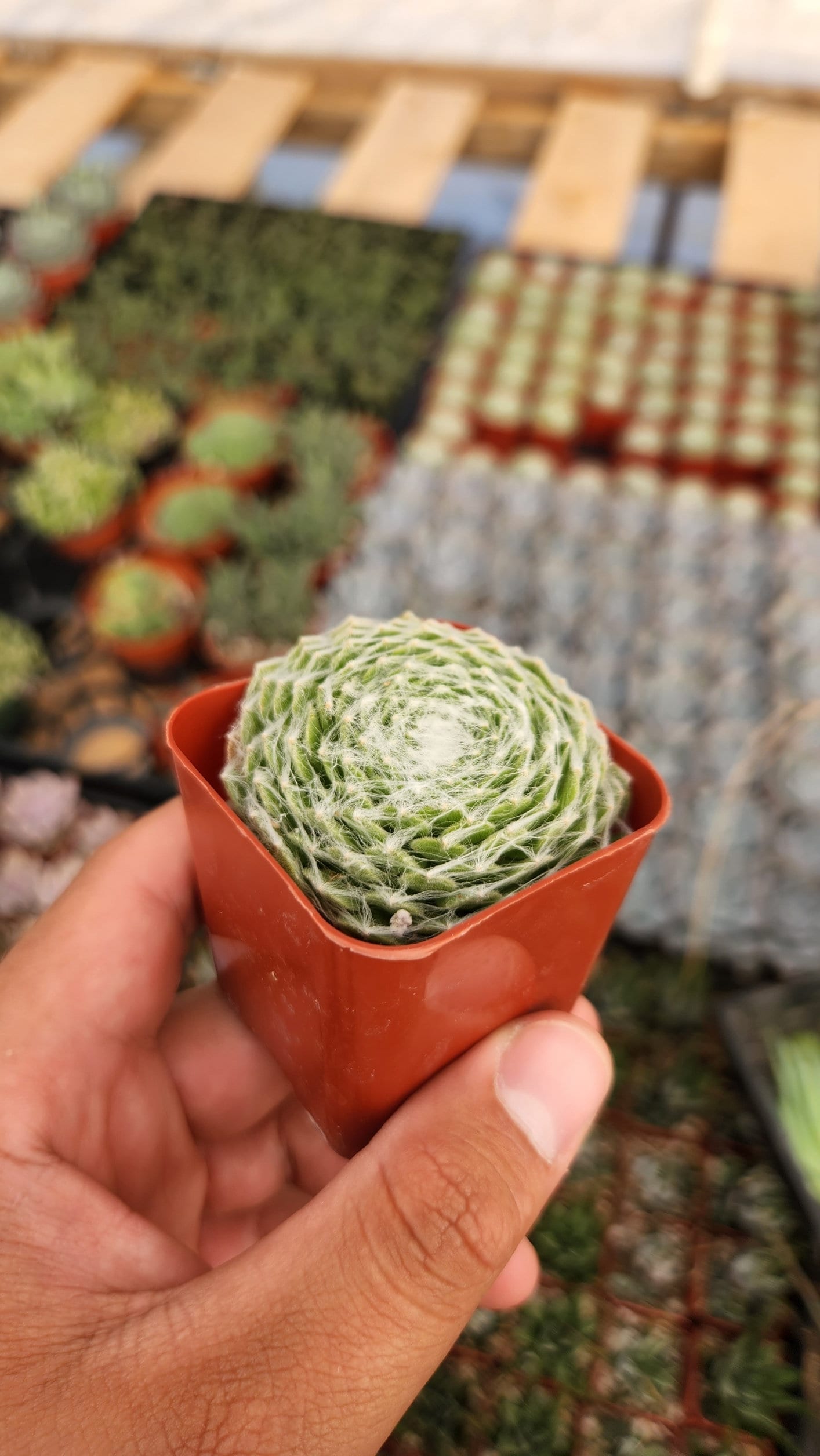 2 inch Sempervivum arachnoideum 'Cobweb'