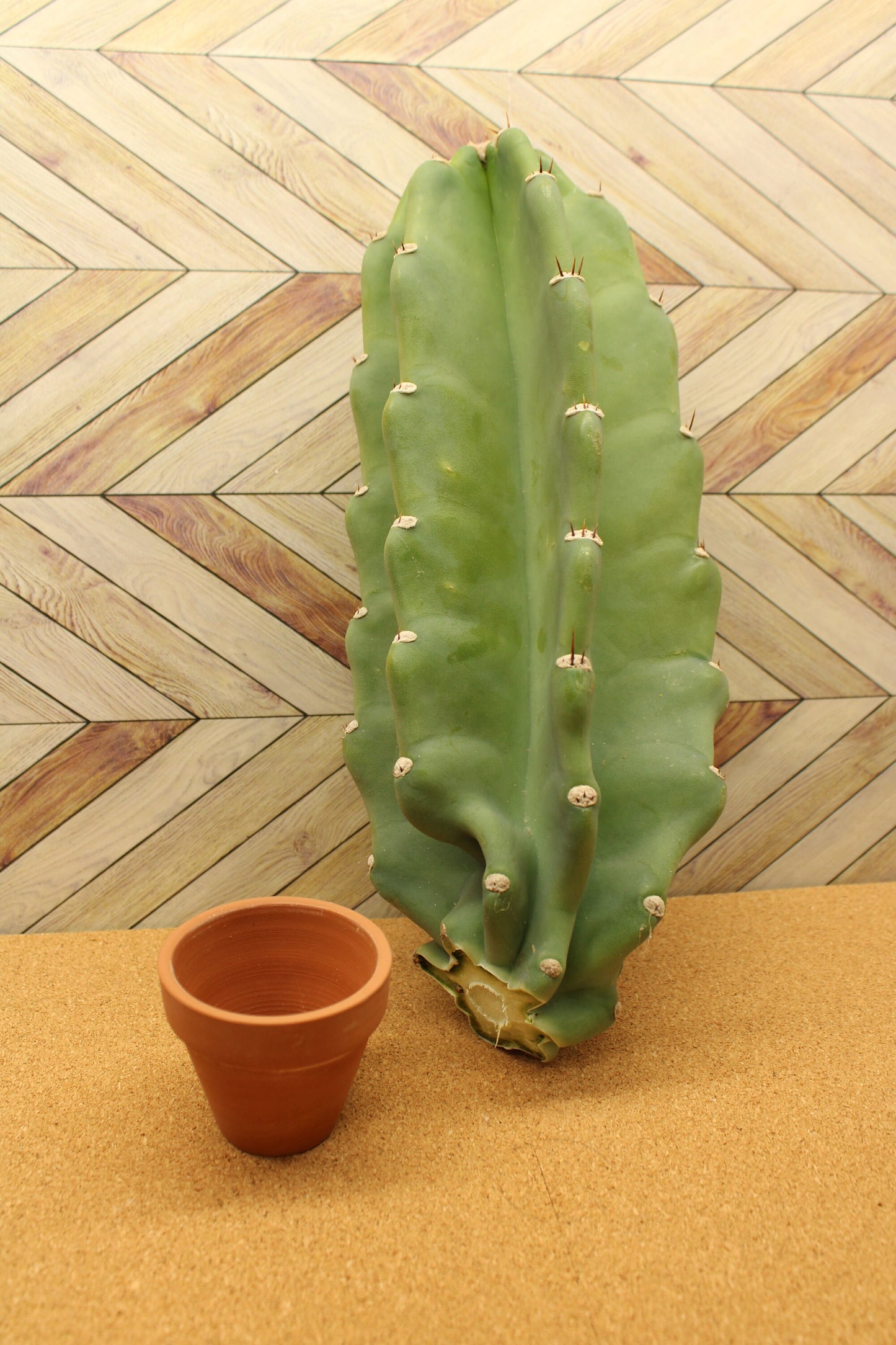 Peruvian Apple Cactus unrooted Cuttings