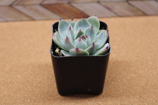 2 inch Echeveria 'Colorata'