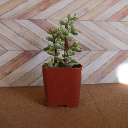 2 inch variegated portulacaria 'elephant bush'