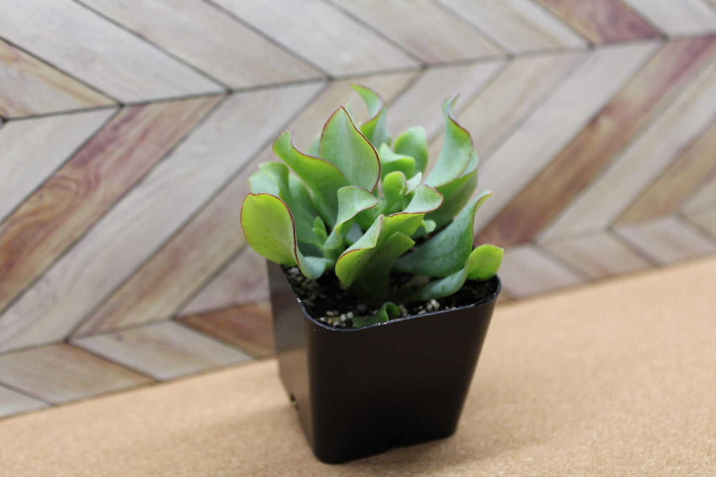 2 inch Ripple Jade