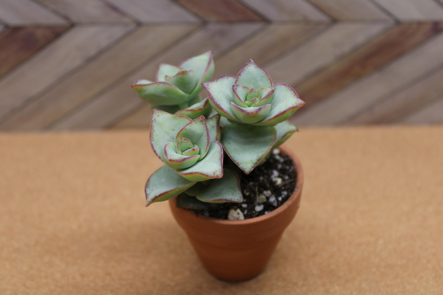 2 inch Crassula perforata ‘String of Buttons’ 'Ivory towers'