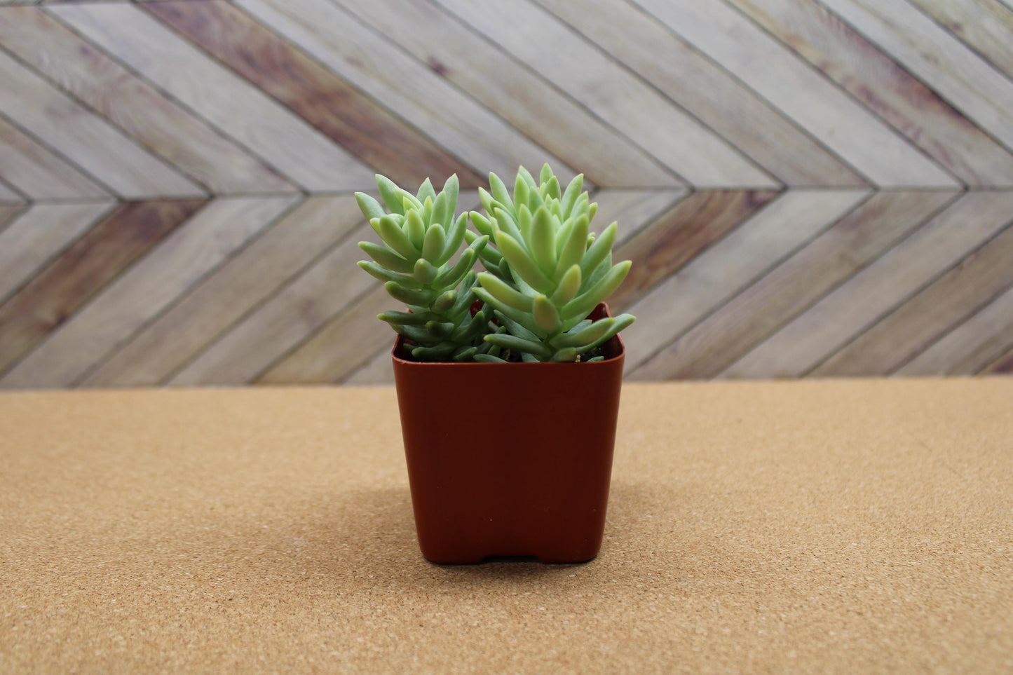 2 Inch Donkey Tail ‘Harry Butterfield’ – Sedum morganianum