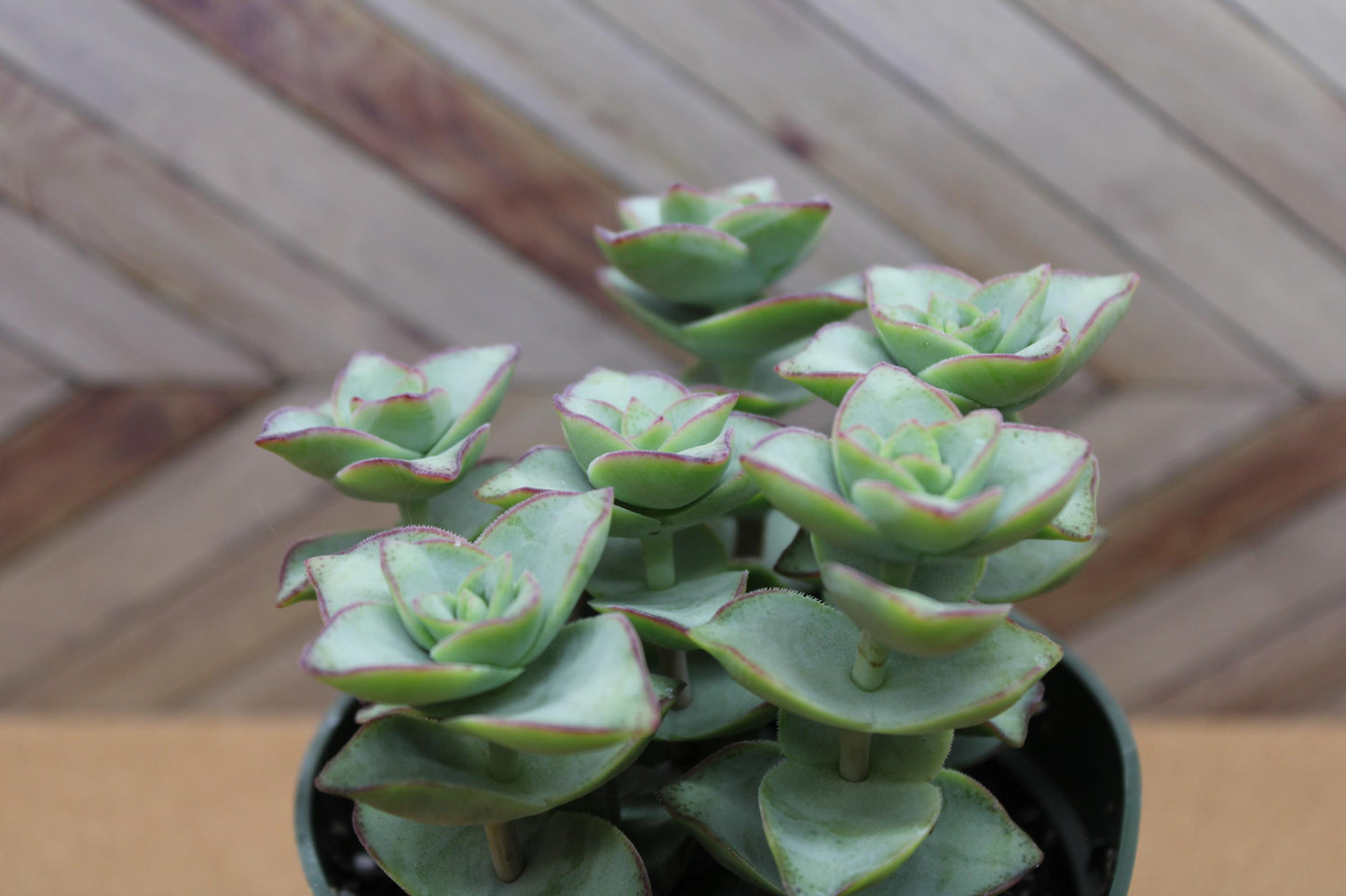 4 inch Crassula Perforata ‘String of Buttons’ 'Ivory towers'