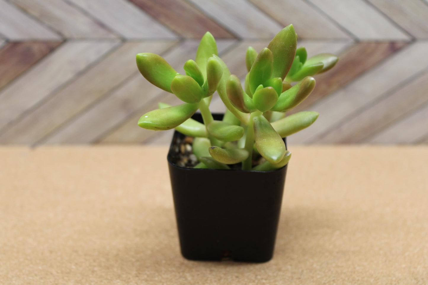 2 inch Sedum adolphi  'Golden Sedum'