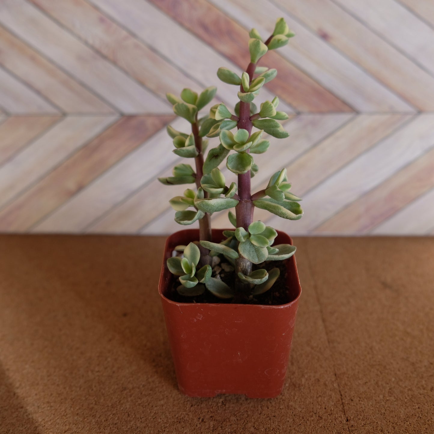 2 inch variegated portulacaria 'elephant bush'