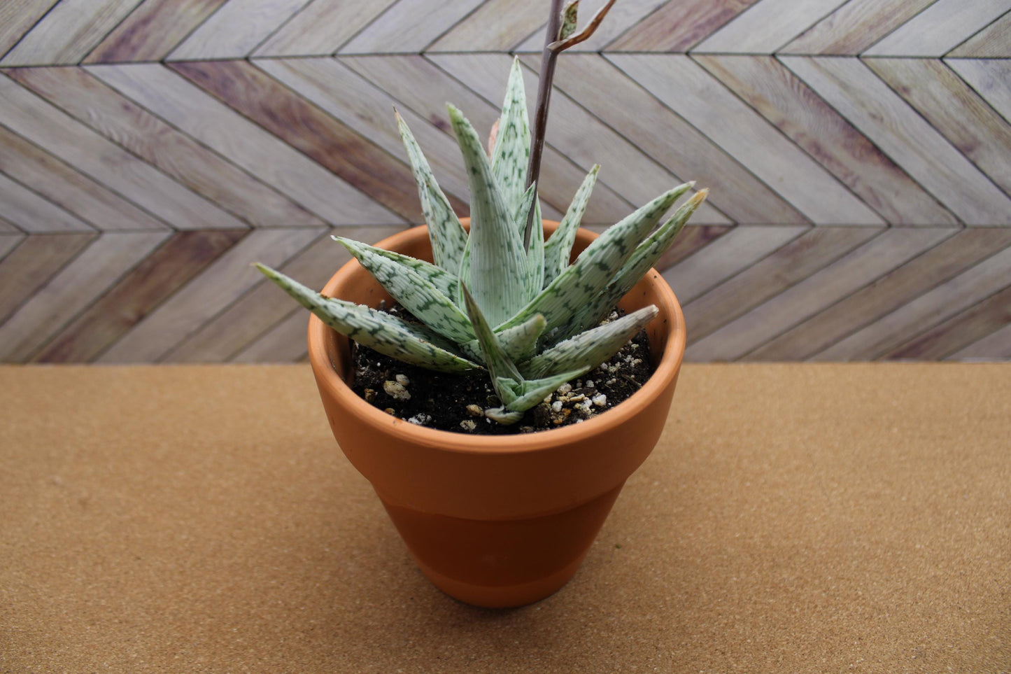 4 Inch Aloe ‘Snowflake’